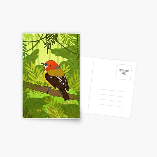 Lulu’s tody-flycatcher Postcard