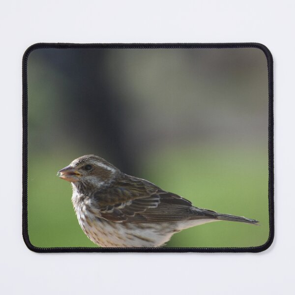 Item preview, A bird at the garden feeder designed and sold by Claude Laprise.