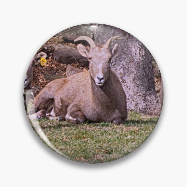 Item preview, Bighorn Sheep designed and sold by FifteenProjects.