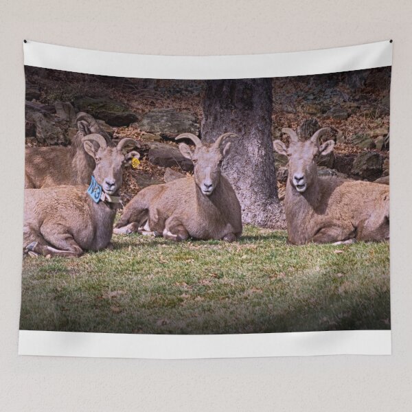 Item preview, Bighorn Sheep designed and sold by FifteenProjects.