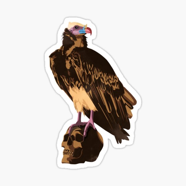 White-headed vulture in the desert Sticker