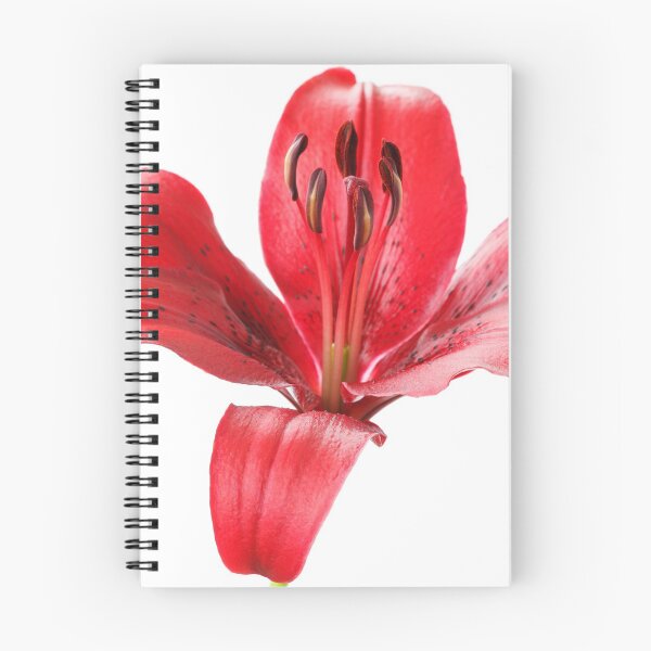 Item preview, Lilium  'Blackout'  Lily  Asiatic lily   designed and sold by Chris Burrows.