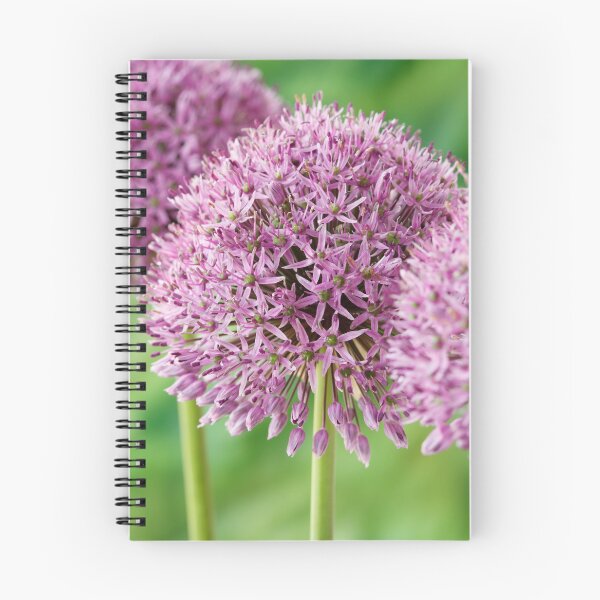Item preview, Allium stipitatum  'Mars'  designed and sold by Chris Burrows.