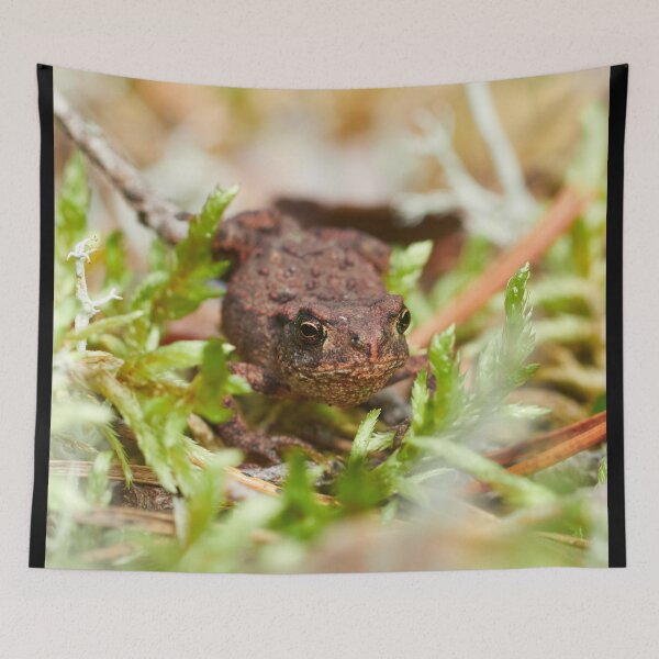Item preview, Common toad vertical designed and sold by Jouko Lehto Photography.