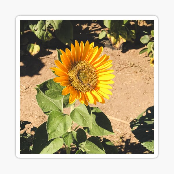 Love you back - Sun Flower in patch, earth, nature Sticker