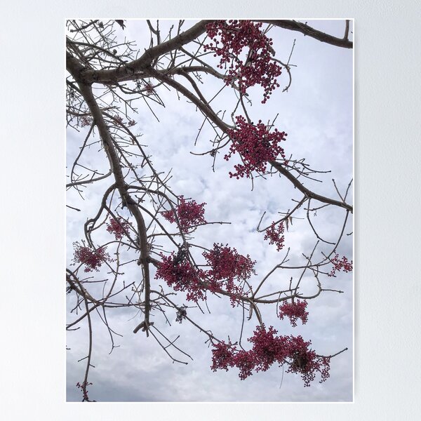 Lady in Red - Tree branches with red berries, nature, tree Poster