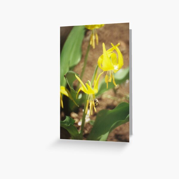 Wildflowers: Glacier Lily and BumbleBee Greeting Card