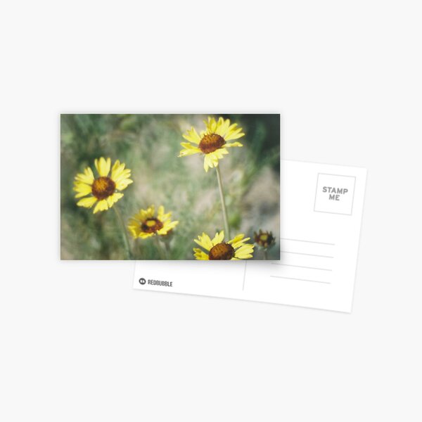 Wildflowers: Wild Sunflower Postcard