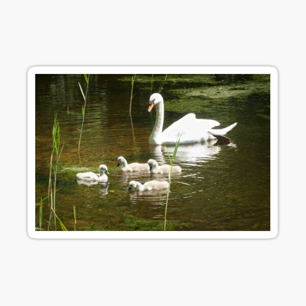 Mother swan and her little ones Sticker