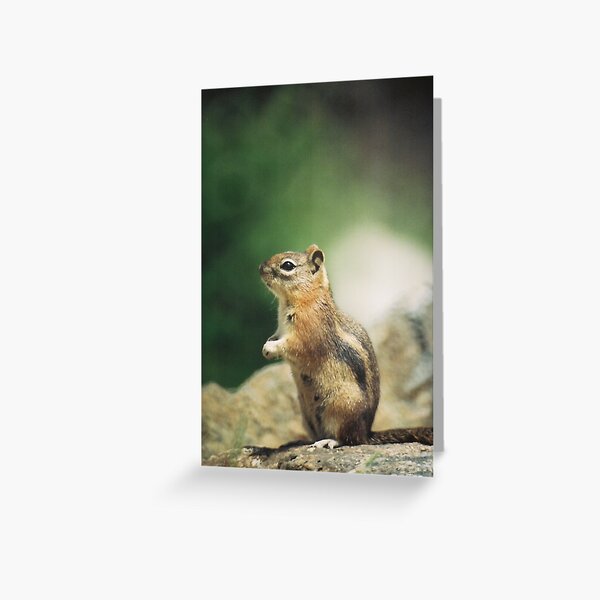 Wildlife: Chipmunk on Trail Greeting Card
