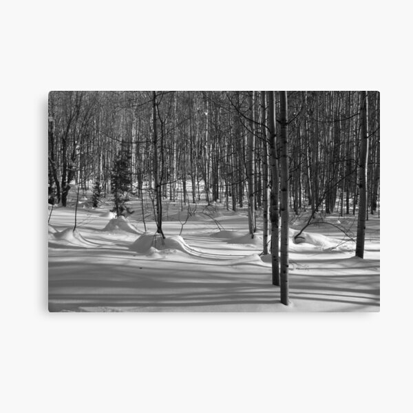 Wilderness: Aspen Grove Black and White Canvas Print