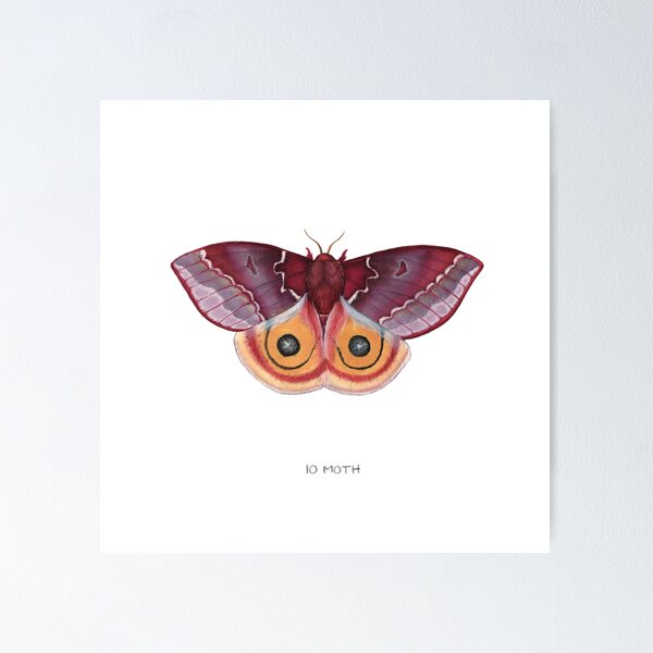 Aperçu de l'œuvre Papillon Io (Automeris io) femelle créée et vendue par JadaFitch.