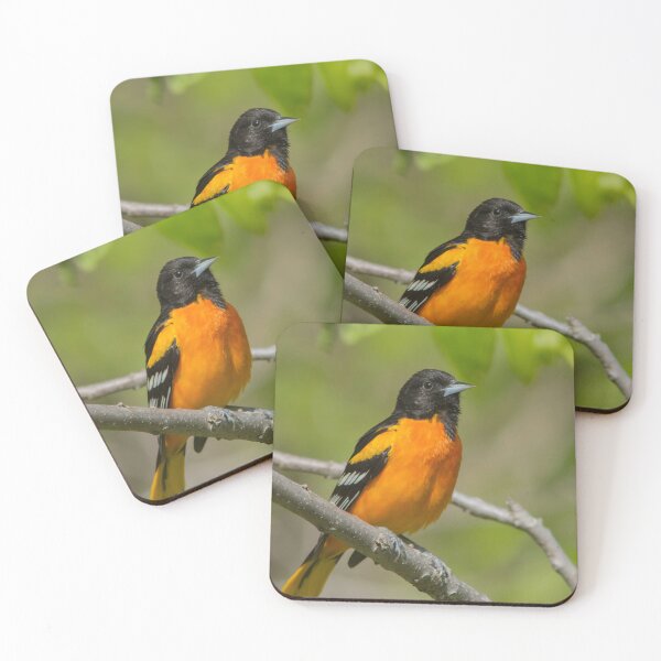 Artikelvorschau, Baltimore-Oriole entworfen und verkauft von MIRCEA COSTINA.