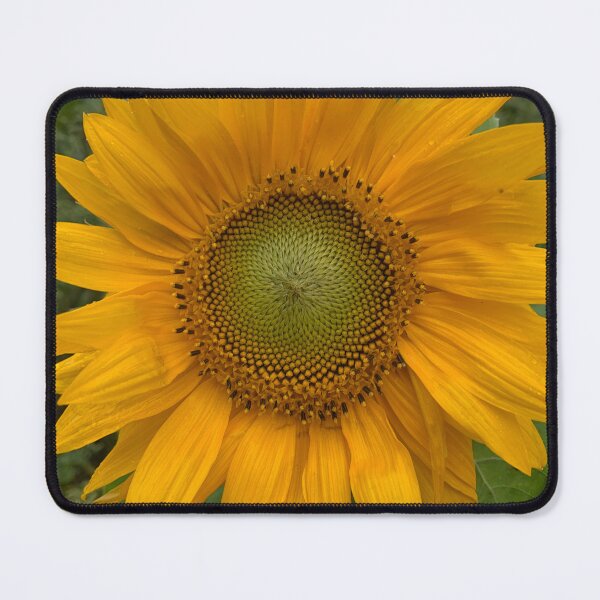 Item preview, Rhossili sunflower designed and sold by Sallymally1.