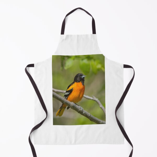 Artikelvorschau, Baltimore-Oriole entworfen und verkauft von MIRCEA COSTINA.