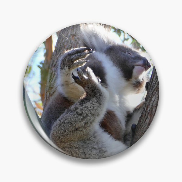 Item preview, Koala's Leisure Time at Mallacoota's Foreshore Holiday Park designed and sold by Colin Dixon.