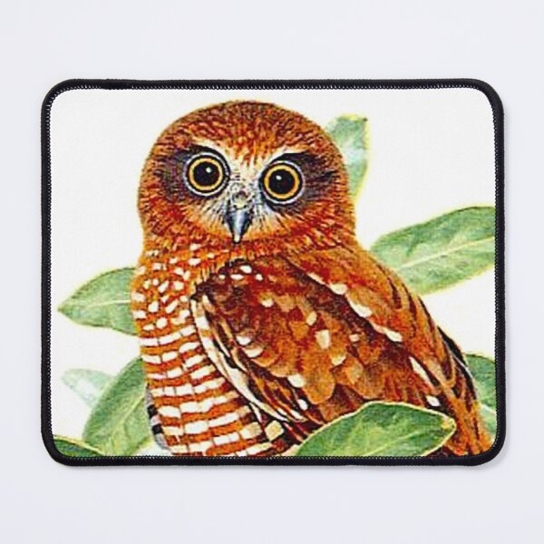 Item preview, Hawk Owl : Australian Tropical Ninox Natalis Bird Print designed and sold by posterbobs.