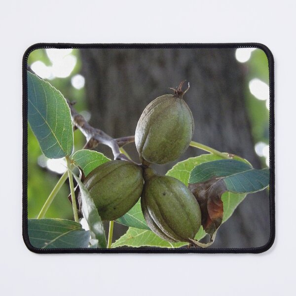 Item preview, Triplet Mature Hickory Nuts designed and sold by gistinker.