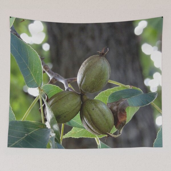 Item preview, Triplet Mature Hickory Nuts designed and sold by gistinker.