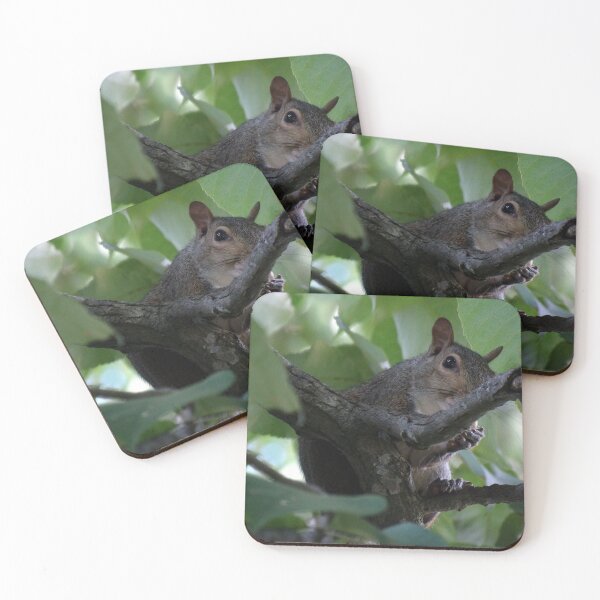 Item preview, Watchful Squirrel Eating Hickory Nuts  designed and sold by gistinker.