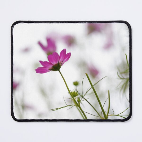 Item preview, Cosmos flowers photographed in Australia designed and sold by JessicaKeegan.