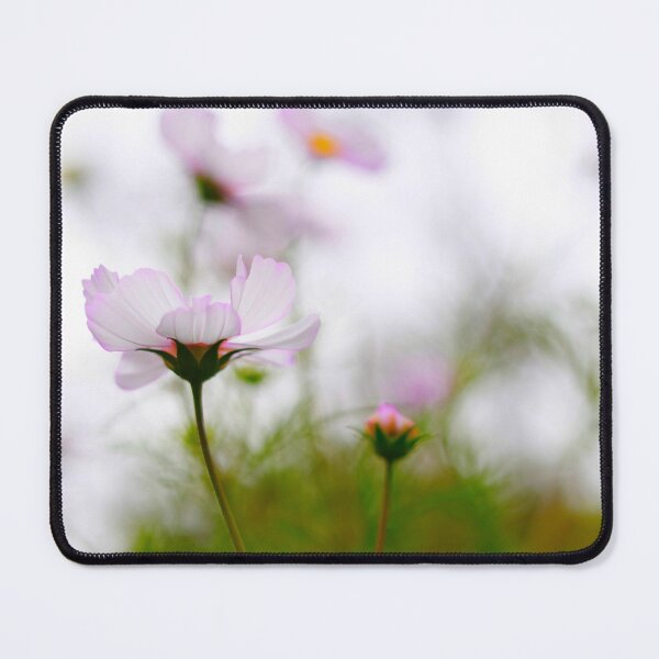 Item preview, Pretty cosmos flowers photographed designed and sold by JessicaKeegan.