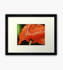 Bloody Red Blossom Framed Print