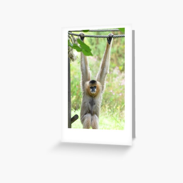 Gibbon playfully swinging on a rope Greeting Card