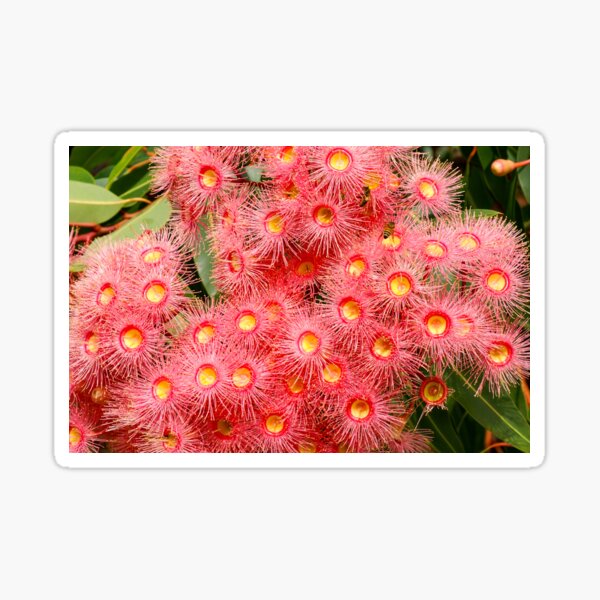 Red Flowering Gum Merch & Gifts for Sale