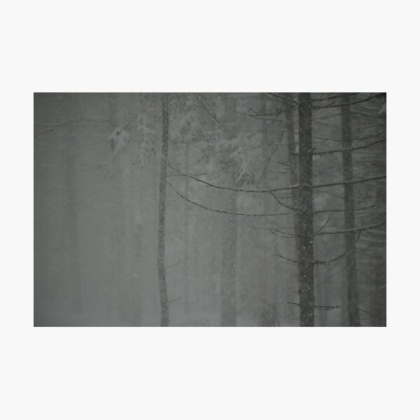 Snowy Woods Photographic Print