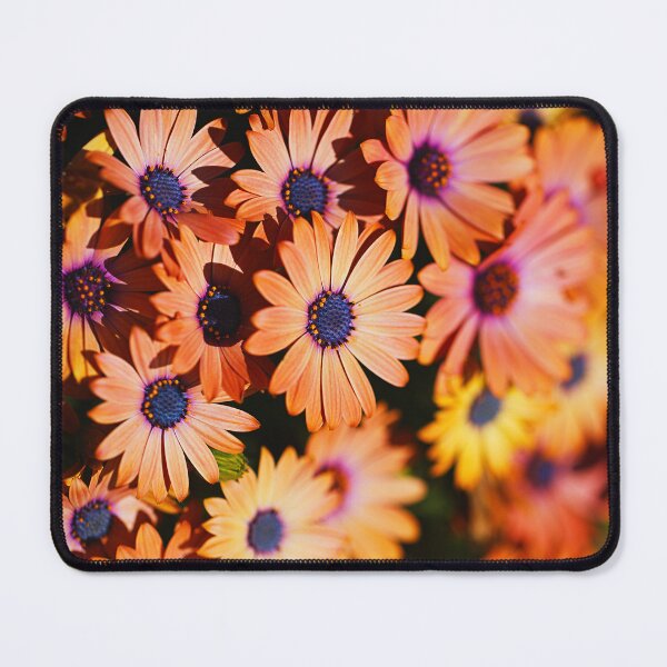 Item preview, African Daisies Golden In Display designed and sold by Joy Watson - Natural Light Photography .