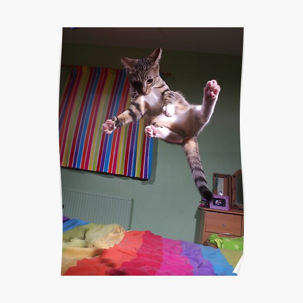Kung-fu kitty Poster