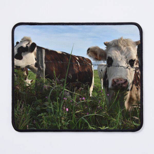 Item preview, Curious cows in duo designed and sold by alanoix.