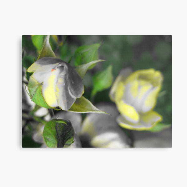 a rose for opportunity Metal Print