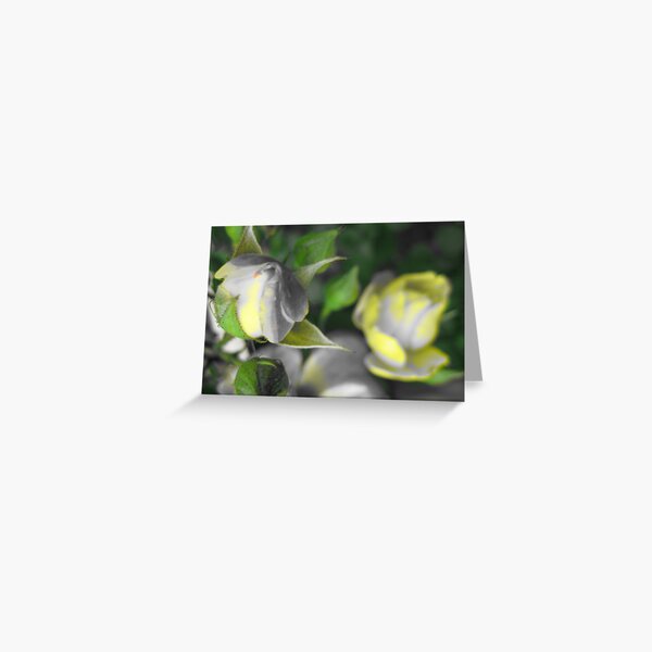 a rose for opportunity Greeting Card