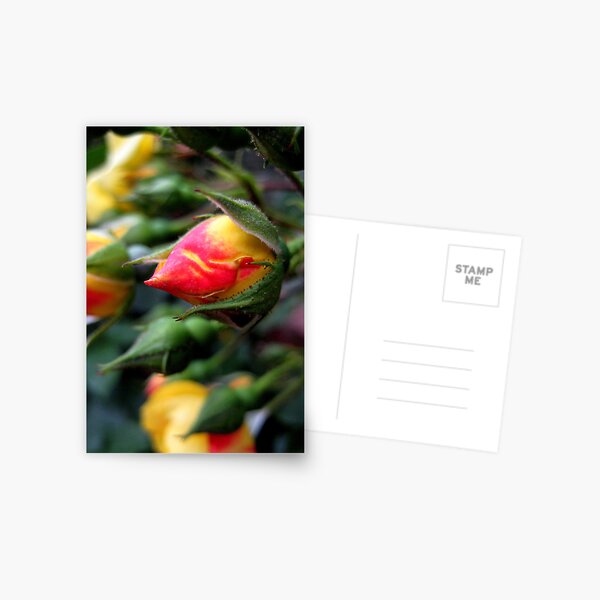 blooming opportunity Postcard