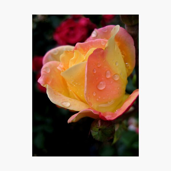 raindrops on roses Photographic Print
