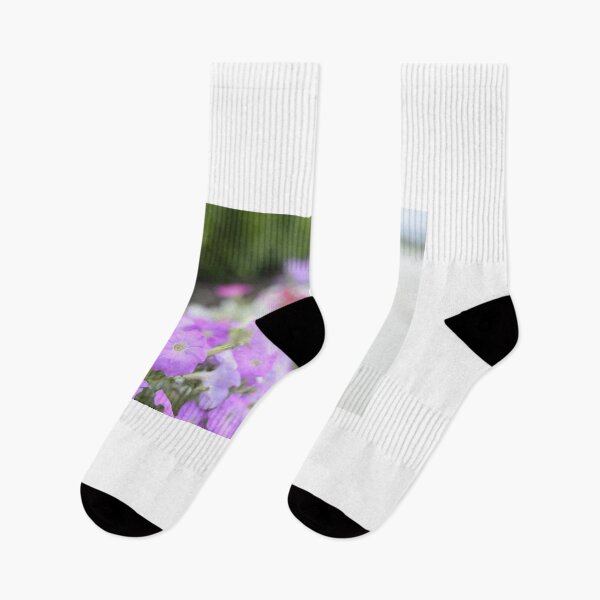 Item preview, A path of Colourful petunias, photographed designed and sold by JessicaKeegan.