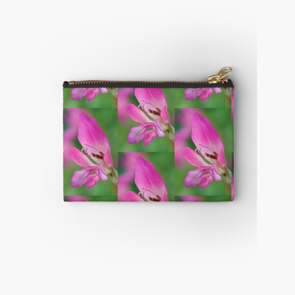 Item preview, Gladiolus communis subsp. byzantinus  AGM  Byzantine gladiolus   designed and sold by Chris Burrows.