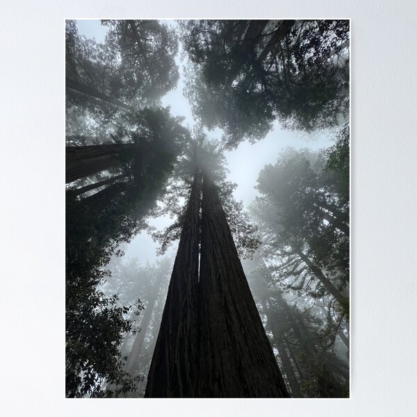 Item preview, Redwoods of Lady Bird designed and sold by drotondo13.