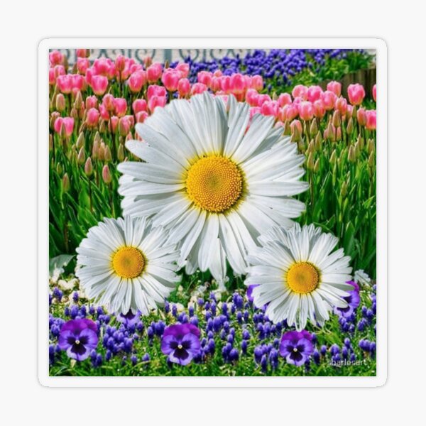 WHITE SHASTA DAISY FLOWERS GARDEN ART Sticker for Sale by sharlesart