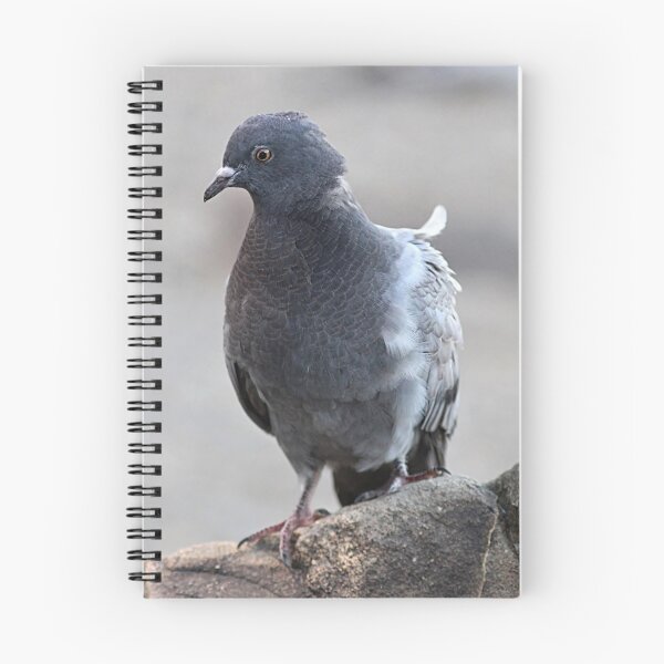 Item preview, Rock dove or pigeon portrait designed and sold by Linda Crockett.