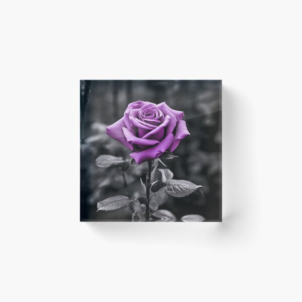 Item preview, gray scale photo with stunning purple rose designed and sold by dcrc.
