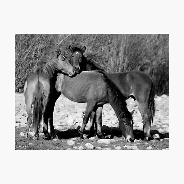 Item preview, Horse Kisses designed and sold by GhostHorsePhoto.