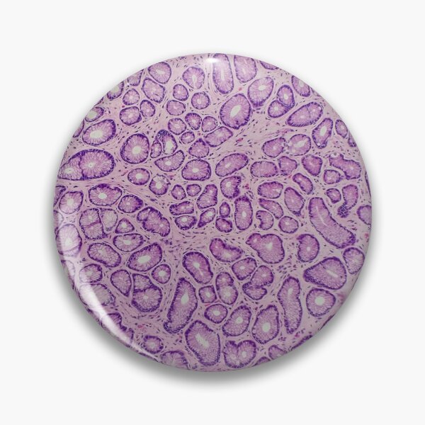 Item preview, Stomach histology, 100x, H&E, gastric pits. designed and sold by Psymier.