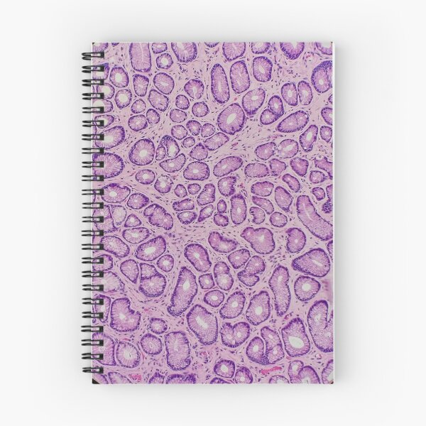 Item preview, Stomach histology, 100x, H&E, gastric pits. designed and sold by Psymier.