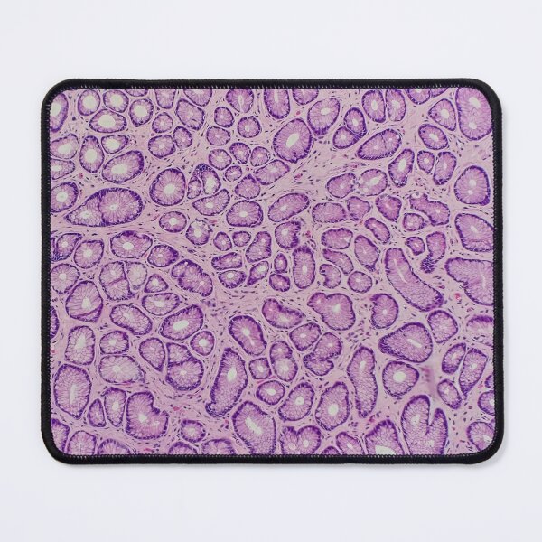 Item preview, Stomach histology, 100x, H&E, gastric pits. designed and sold by Psymier.