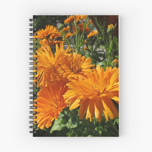 Item preview, Fiery Beauties - Orange Pot Marigolds designed and sold by MidnightMelody.