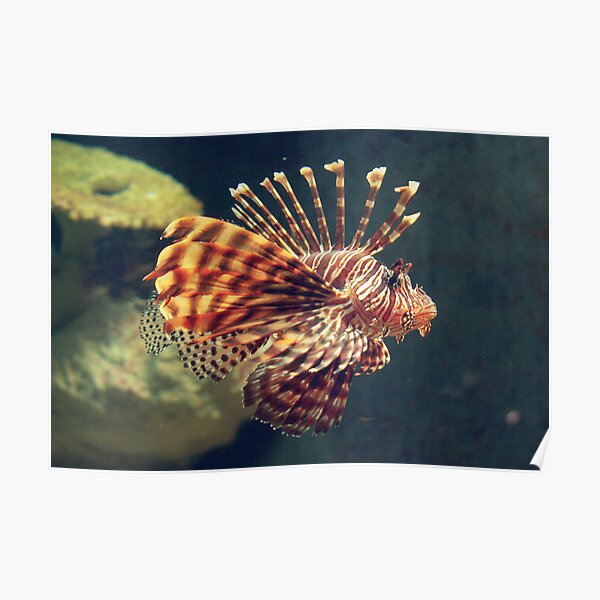 Fish at Melbourne Aquarium, Victoria Poster