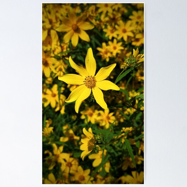 Item preview, Field Of Gold designed and sold by TwistedP-Photos.